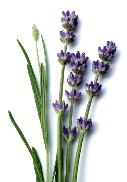 Lavendel Lavendula Angustifolia Heilpflanzen — Stockfoto