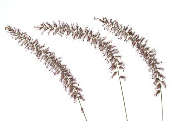 Herbe Sèche Isolée Sur Fond Blanc — Photo