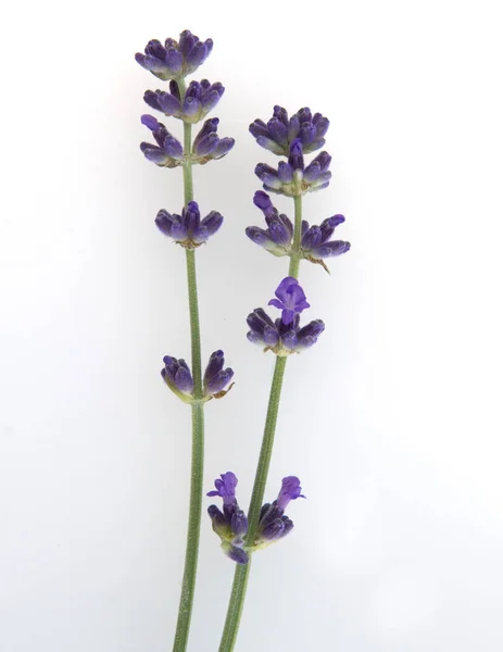 Lavendel Lavendula Angustifolia Heilpflanzen — Foto de Stock
