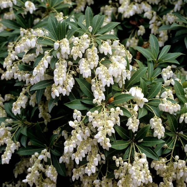 Hermosas Flores Blancas Jardín — Foto de Stock