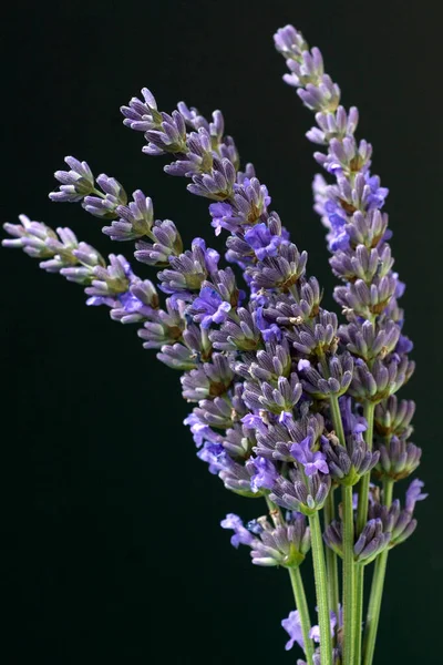 Lavender Flowers Black Background — Stock Photo, Image