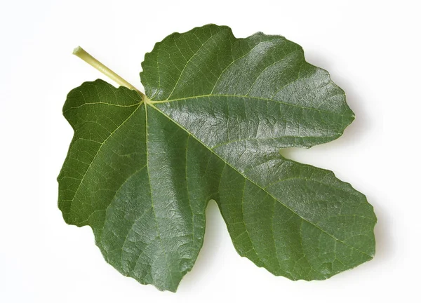 Зеленые Листья Растения Белом Фоне — стоковое фото
