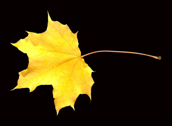 Autumn Leaves Black Background — Stock Photo, Image