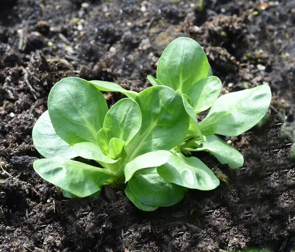 Green Lettuce Growing Garden — Stock Photo, Image