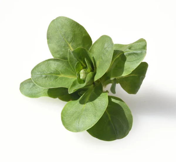 Grüne Blätter Einer Pflanze Auf Weißem Hintergrund — Stockfoto
