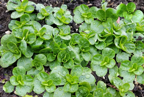 Folhas Verdes Uma Fábrica Jardim — Fotografia de Stock