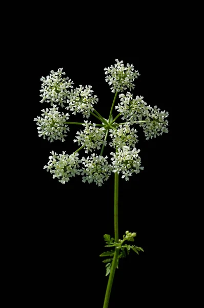 Mooie Bloemen Zwarte Achtergrond — Stockfoto