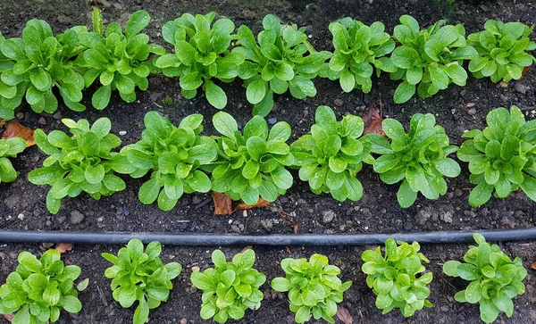 Grüner Salat Wächst Garten — Stockfoto
