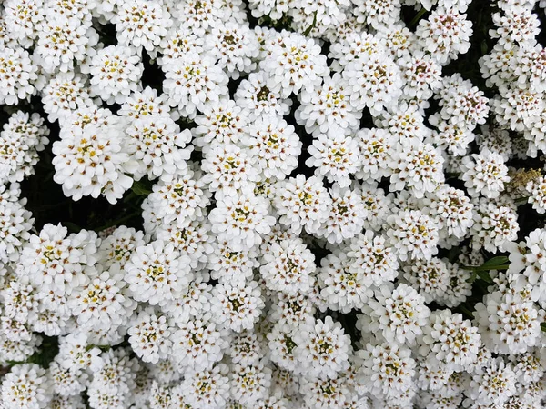 Flores Blancas Jardín — Foto de Stock