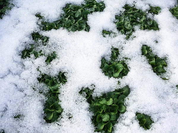 Feldsalat Valerianella Locusta Winter — Stockfoto