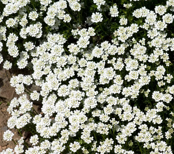 Beautiful White Flowers Garden — Stock Photo, Image