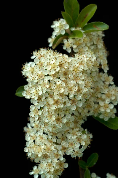 Bellissimi Fiori Bianchi Sfondo Nero — Foto Stock