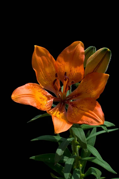 Feuerlilie Feuer Lilie Lilium Bulbiferum — Stock fotografie