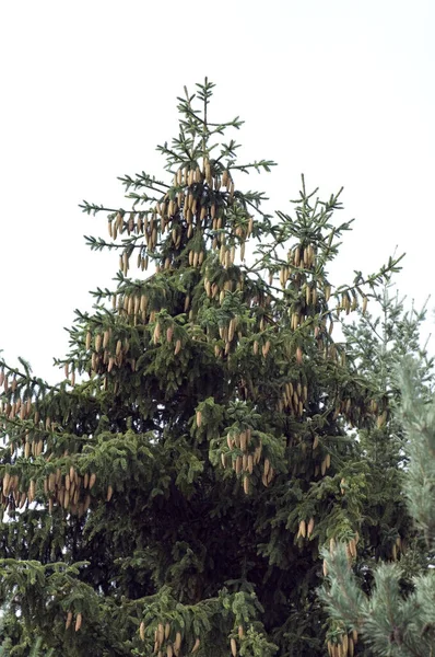Dennenboomtakken Flora Gebladerte — Stockfoto