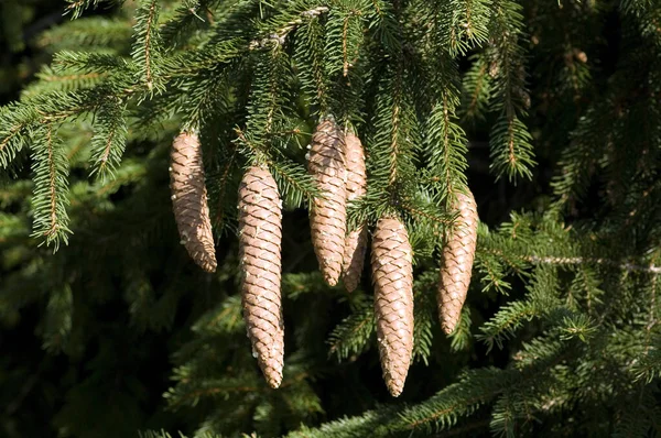 Ramos Árvore Natal Com Cones — Fotografia de Stock