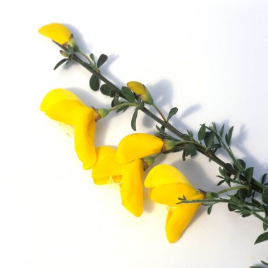 Ginster, Cytisus, scoparius, Giftpflanze clipart