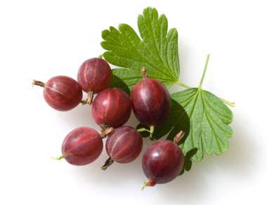 Stachelbeere, Ribes, uva-crispa clipart