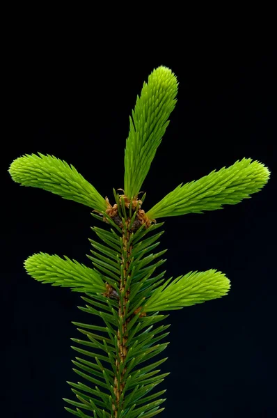 Fichte Fichtenzweig Fichtenast Picea Abies — Fotografia de Stock