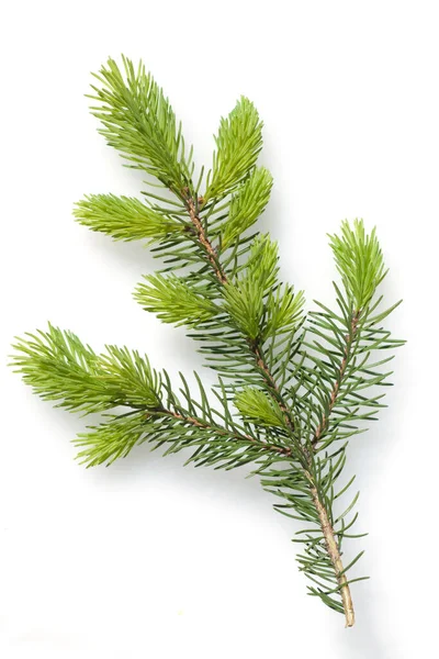 Weihnachtsbaum Zweig Isoliert Auf Weißem Hintergrund — Stockfoto
