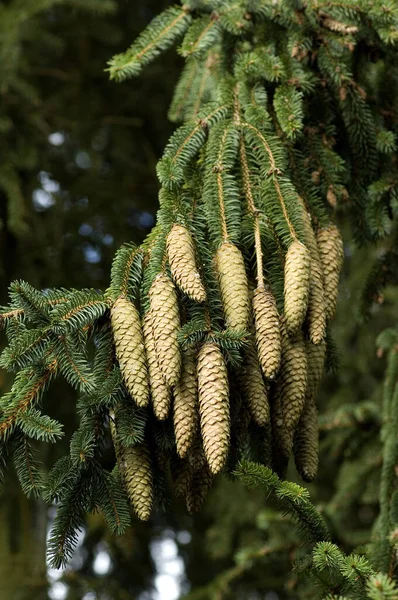 Green Pine Cone Branch Tree — Stock Photo, Image