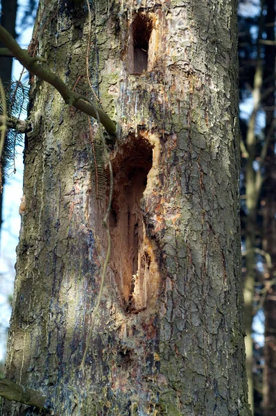 Fichtenstamm Harz Picea Abies — Stockfoto