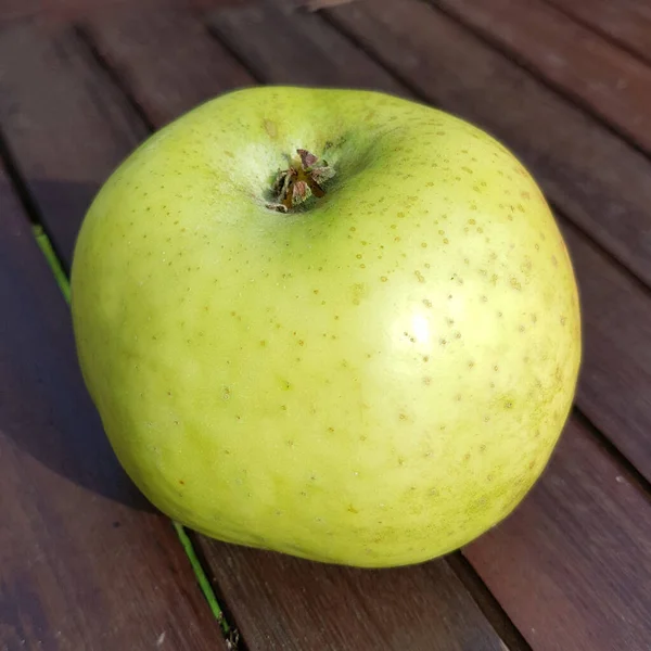 Filippa Sommerglocken Apfel Alte Apfelsorten Malus Domestica — Stockfoto