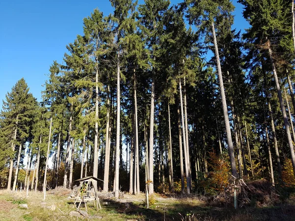 Pine Forest Herfst — Stockfoto