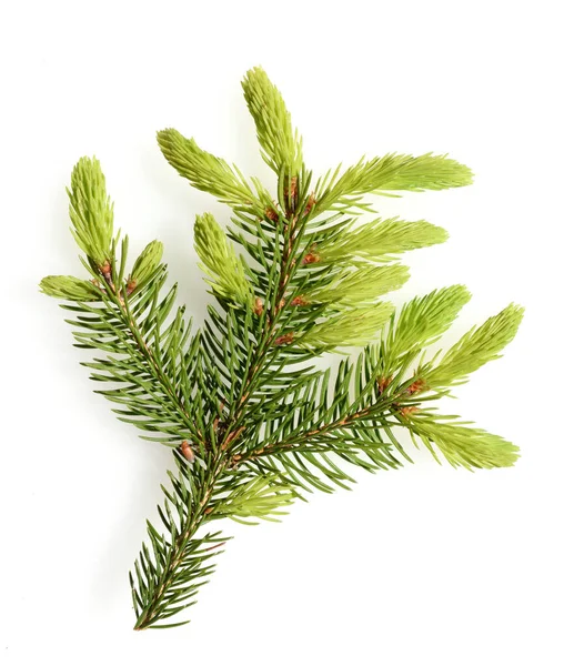 Fichte Fichtenzweig Fichtenast Picea Abies — Stockfoto