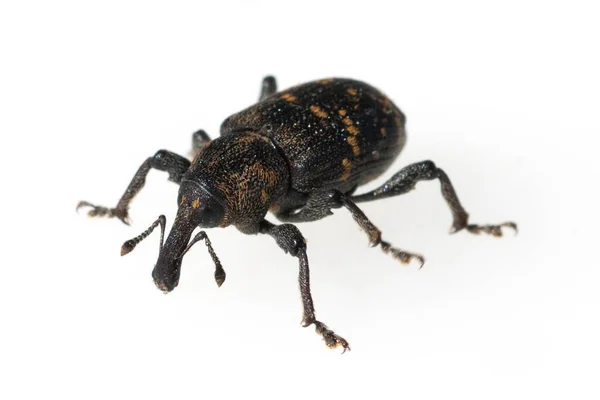 在白色背景上隔离的黑色甲虫 — 图库照片