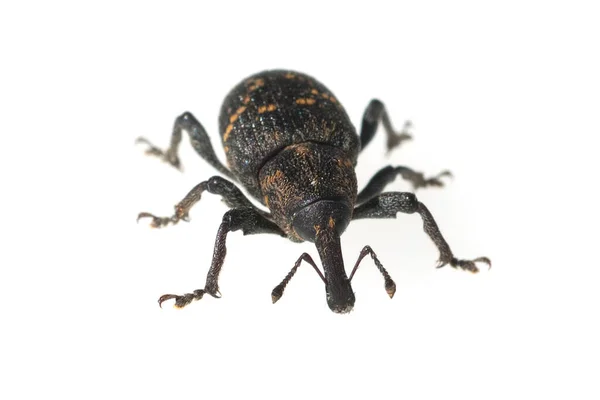 Escarabajo Negro Aislado Sobre Fondo Blanco —  Fotos de Stock