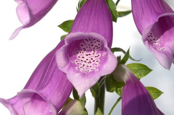 Beautiful Purple Orchid Flowers Isolated White Background — Stock Photo, Image