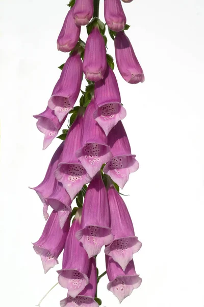 Cabane Doigts Digitalis Purpurea Digitalis Giftpflanze — Photo