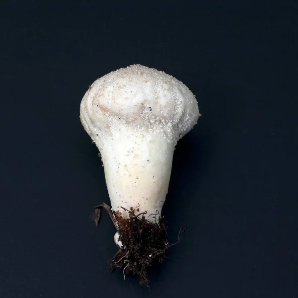 Cogumelo Branco Fundo Preto — Fotografia de Stock