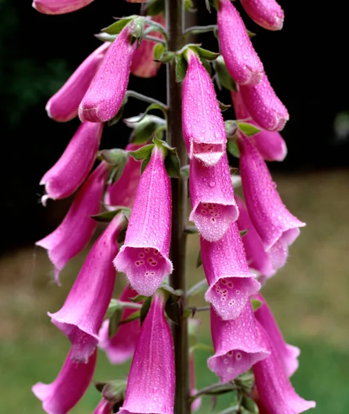 Fingerhut Digitalis Purpurea Heilpflanze Giftpflanze Waldpflanze — 스톡 사진