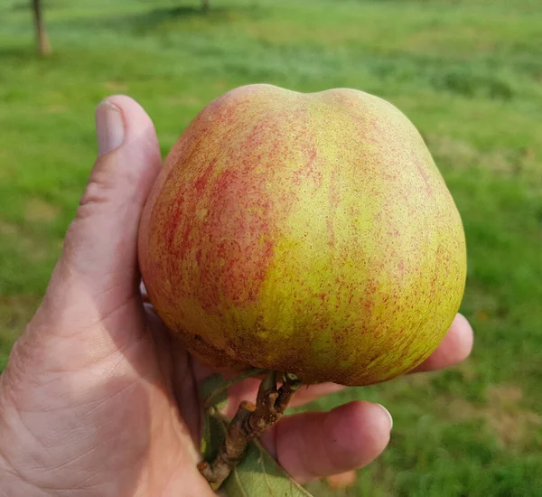 Finkerwerder Herbstprinz Alte Apfelsorten Apfel Malus Domestica Aepfel — Stockfoto