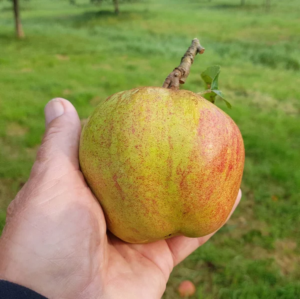 Finkerwerder Herbstprinz Alte Apfelsorten Apfel Malus Domestica Aepfel — Stockfoto