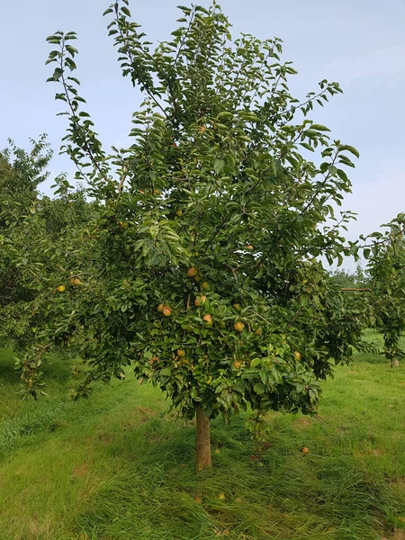 Finkerwerder Herbstprinz Alte Apfelsorten Apfel Malus Domestica Aepfel — Stockfoto