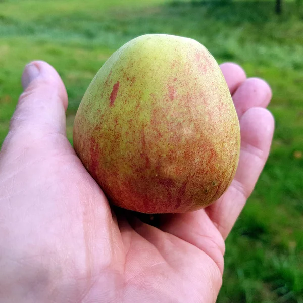 Finkerwerder Herbstprinz Alte Apfelsorten Apfel Malus Domestica Aepfel — Stockfoto