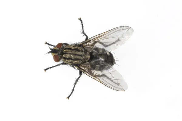 Schmeissfliege Fliege Calliphora Vicina — стокове фото