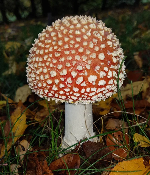 Fliegenpilz Amanita Muscaria Ist Ein Schoener Roter Pilz Der Wald — Stock Fotó