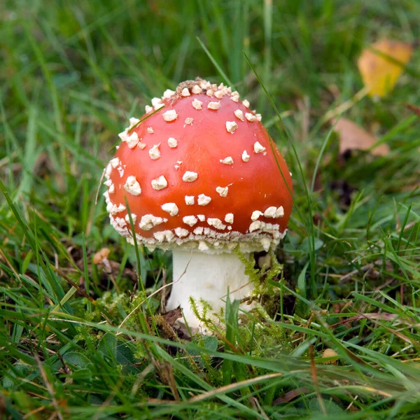 Vliegen Agaric Paddenstoel Het Bos — Stockfoto