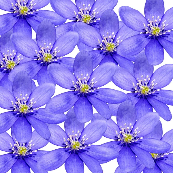 Blaue Und Weiße Blumen Isoliert Auf Einem Hintergrund — Stockfoto