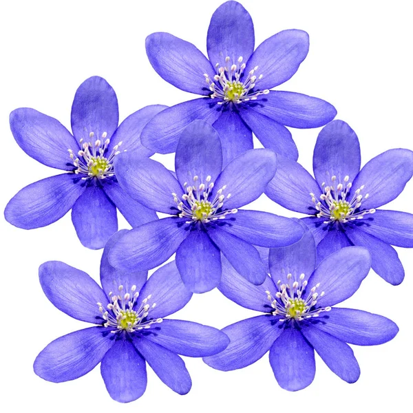 Blå Violett Krokus Blommor Isolerad Vit Bakgrund — Stockfoto