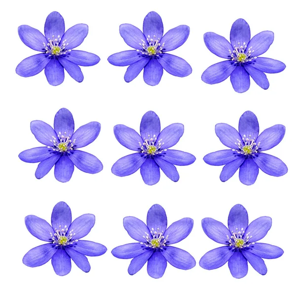 Satz Blauer Blumen Isoliert Auf Weißem Hintergrund — Stockfoto