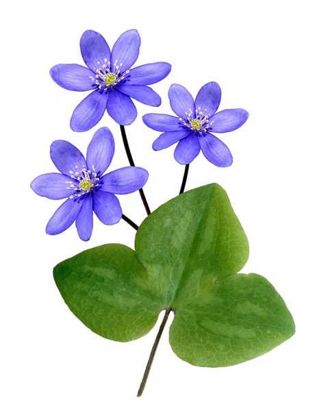 Leberbluemchen Hepatica Nobilis Winterblueher Anemone Hepatica Blaue Blueten Blau Blume — 图库照片