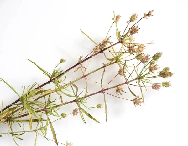 Gröna Blad Timjan Vit Bakgrund — Stockfoto