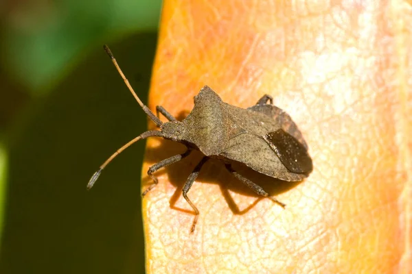 Close Bug Natureza Selvagem — Fotografia de Stock