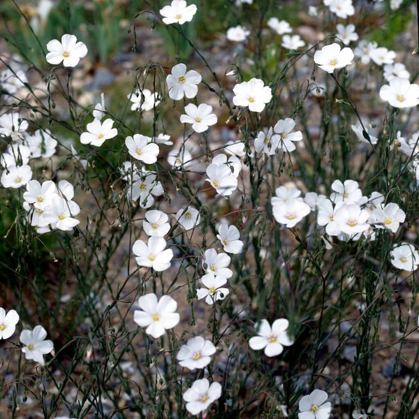 Flores Brancas Jardim — Fotografia de Stock