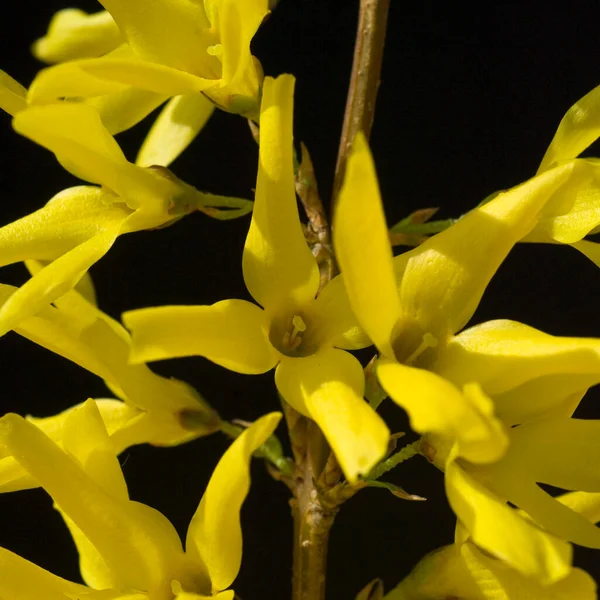 在黑色背景上的黄色兰花花 — 图库照片
