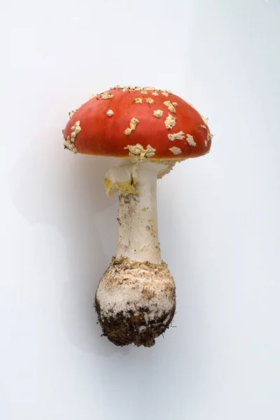 Fliegenpilz Amanita Muscaria Var Muscaria Giftiger Pilz Waldpflanze — Stock fotografie